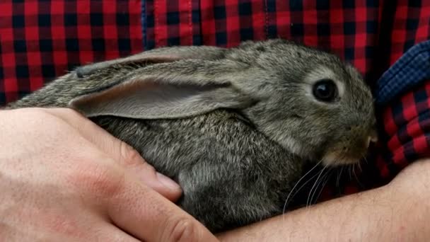 Rabbit. Animal in man hands — Stock Video