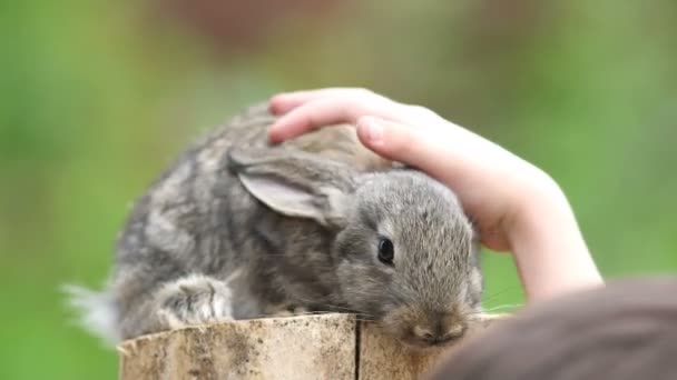 Coniglio è bellissimo animale della natura — Video Stock