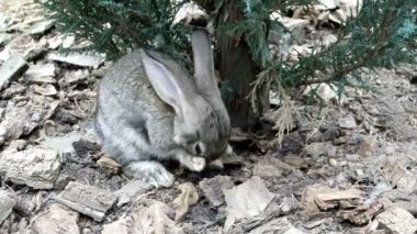 Güzel doğa hayvan tavşan olduğunu