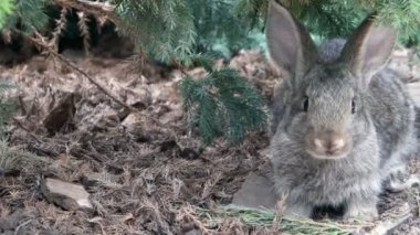 Güzel doğa hayvan tavşan olduğunu