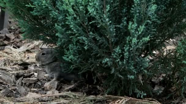 lapin est bel animal de la nature 