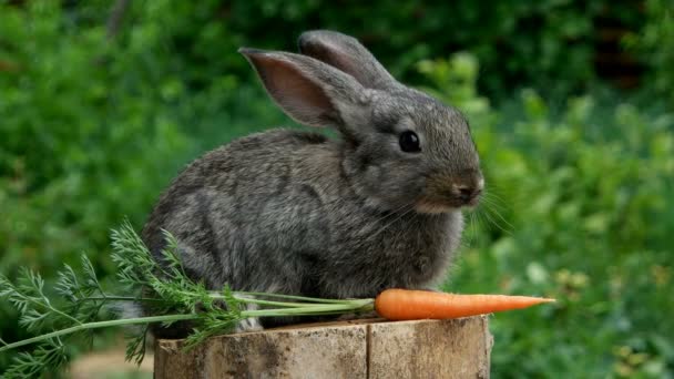Conejo. Hermoso animal de la naturaleza — Vídeos de Stock