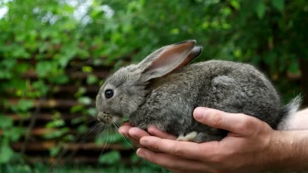 Coelho. Animal em mãos de homem — Vídeo de Stock