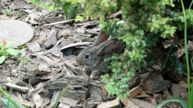 Güzel doğa hayvan tavşan olduğunu