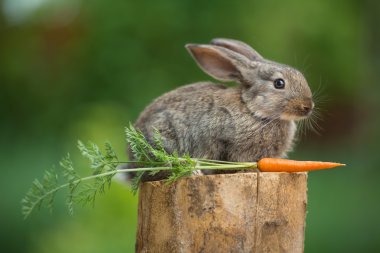 Tavşan. Vahşi doğanın güzel hayvan