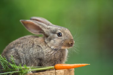 Tavşan. Vahşi doğanın güzel hayvan