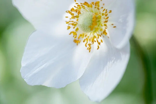 Красива весна біла квітка — стокове фото