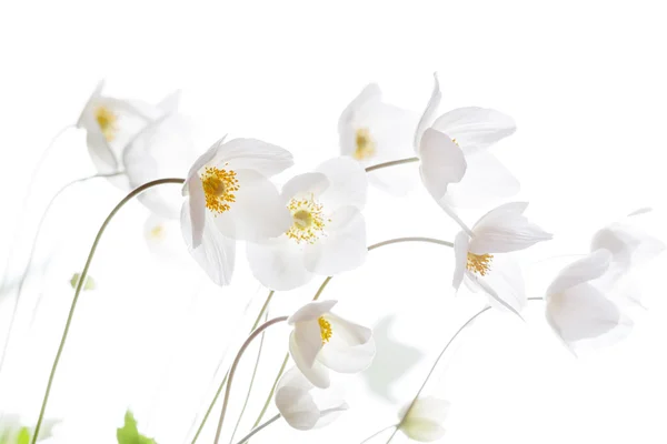 Beautiful White Spring Flowers. Soft image. — Stock Photo, Image