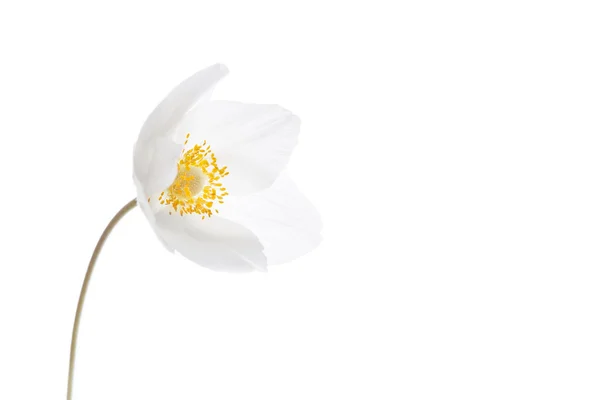 Beautiful White Spring Flower. Soft image. Stock Photo