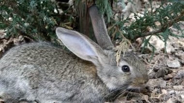 Güzel doğa hayvan tavşan olduğunu