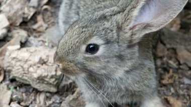 Güzel doğa hayvan tavşan olduğunu