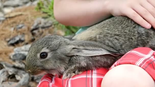 Кролик красива тварина природи — стокове відео