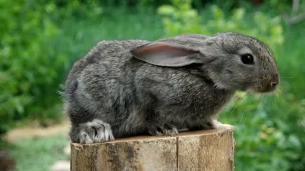 可爱的兔子。美丽的动物的野性 — 图库视频影像