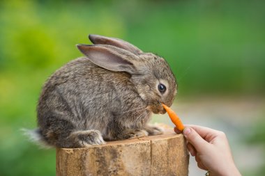 Sevimli utangaç bebeği tavşan. Hayvan besleme