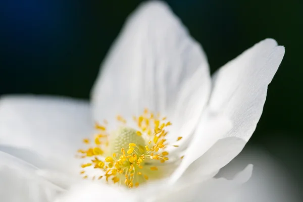 Весняна квітка. М'яке макрозображення . — стокове фото