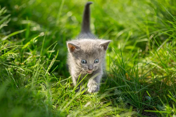 Małe kociaki Mora na zielonej trawie — Zdjęcie stockowe