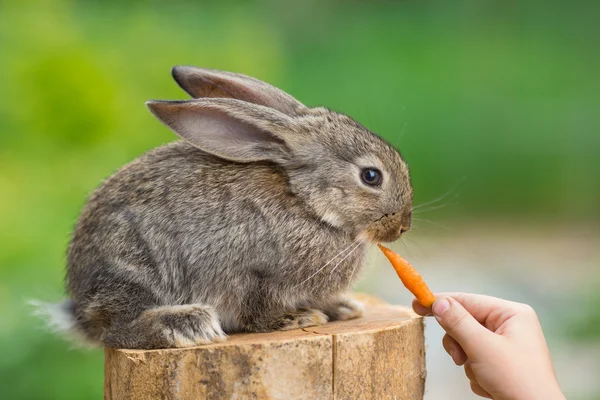 Söt Baby kanin. Utfodring av djur — Stockfoto
