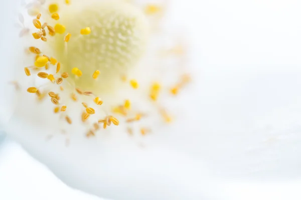 Jarní květina. Měkký makro obrázek. — Stock fotografie