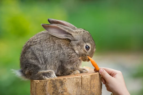 Cute Shy Baby Rabbit. Feeding animal — Stock Photo, Image