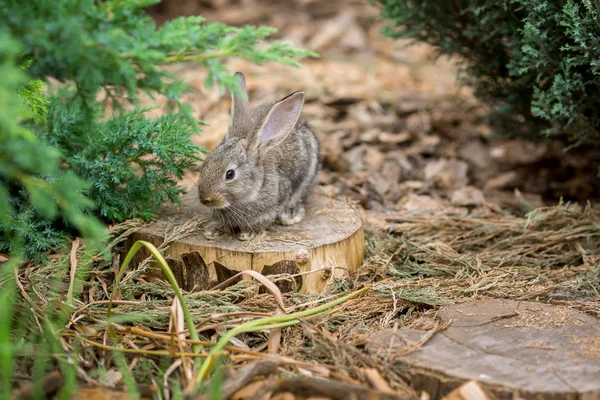 Coniglio è bellissimo animale della natura — Foto Stock