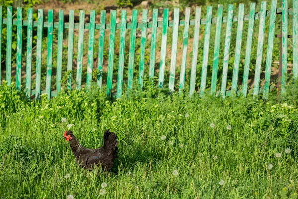 Chicken on traditional free range poultry farm — Stock Photo, Image