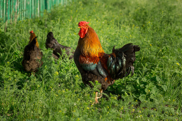 Chickens on traditional free range poultry farm