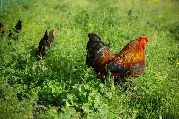 Chickens on traditional free range poultry farm