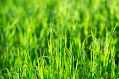 Güzellik bokeh ile soyut doğal arka plan