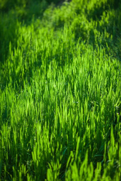 Fundos naturais abstratos com bokeh beleza — Fotografia de Stock