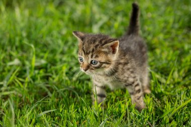 Yeşil çimenlerin üzerinde küçük tekir kedi yavrusu