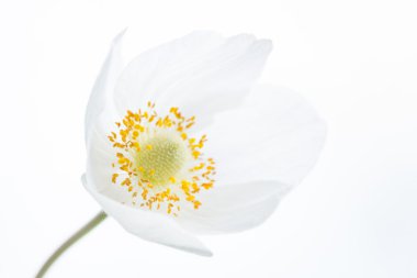 Güzel beyaz bahar çiçek. Yumuşak görüntü.