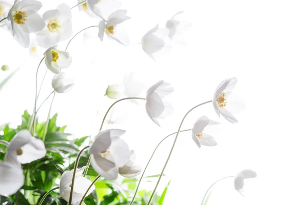 Vackra vita vårblommor. Mjuk bild. — Stockfoto