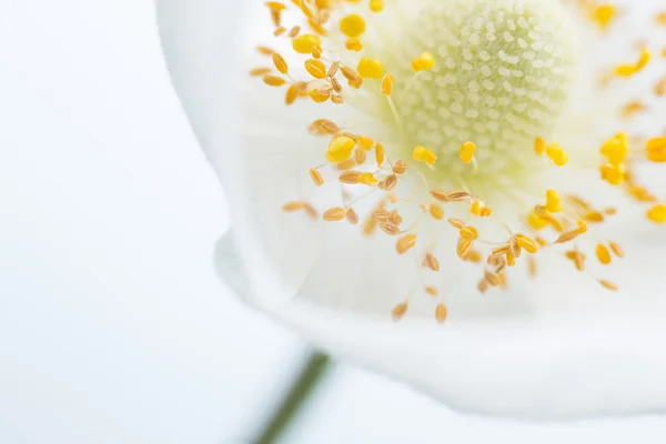 Schöne weiße Frühlingsblume. Weiches Image. — Stockfoto