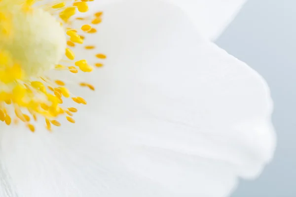 Frühlingsblume. Weiches Makrobild. — Stockfoto