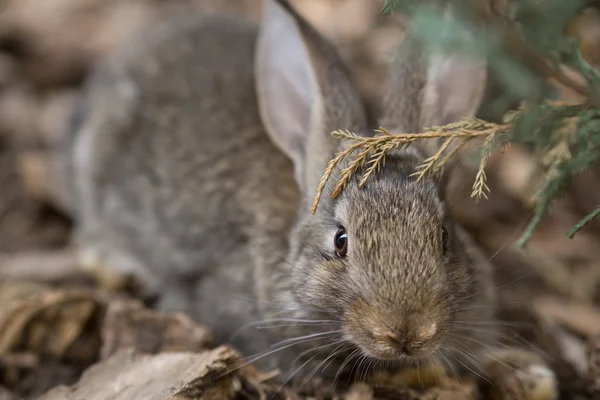 Coniglio è bellissimo animale della natura — Foto Stock