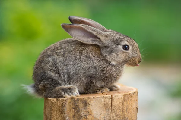 Härlig kanin. Vackra djur av vilda naturen — Stockfoto