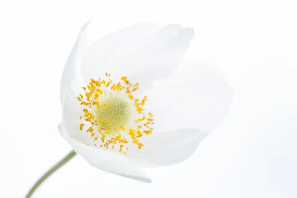 Beautiful White Spring Flower. Soft image. Stock Picture