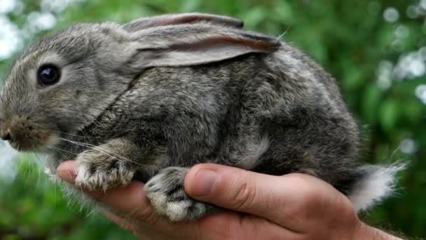 Conejo. Animal en las manos del hombre — Vídeo de stock