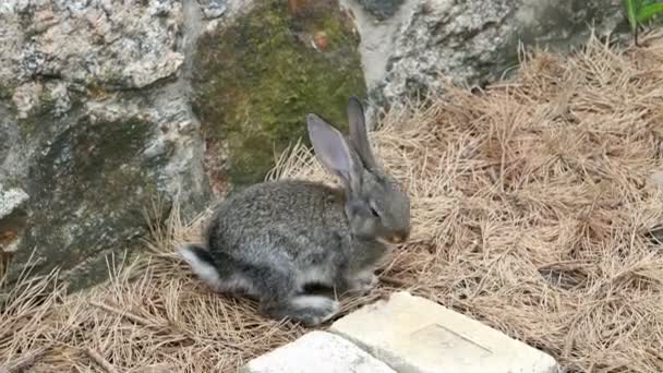 Conejo es hermoso animal de la naturaleza — Vídeo de stock