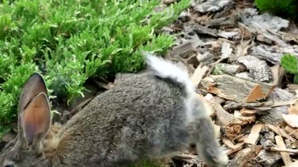 Kaninen är vackra djur i naturen — Stockvideo