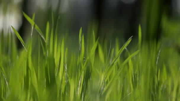 Fondos naturales abstractos con belleza bokeh — Vídeos de Stock