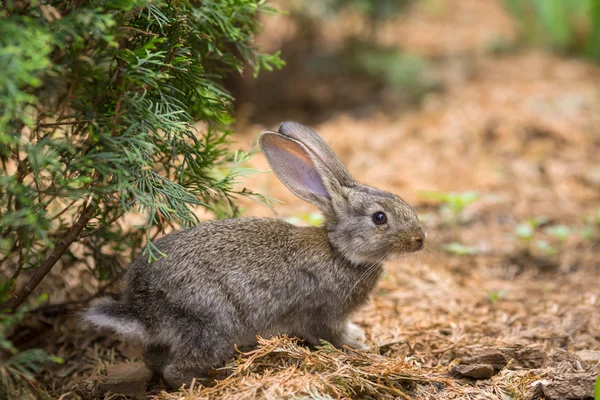 Coniglio è bellissimo animale della natura — Foto Stock