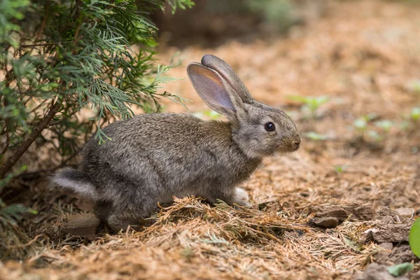 Coniglio è bellissimo animale della natura — Foto Stock