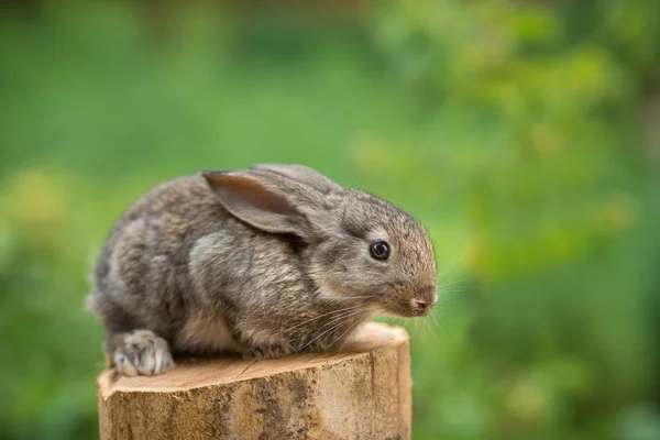 Coniglio. Bellissimo animale di natura selvaggia — Foto Stock