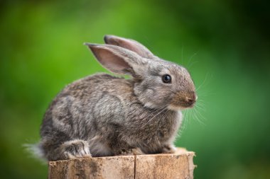 Tavşan. Vahşi doğanın güzel hayvan