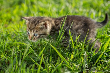 Yeşil çimenlerin üzerinde küçük tekir kedi yavrusu