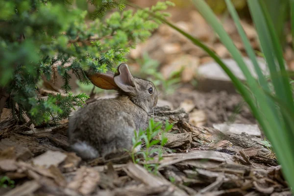 Coniglio è bellissimo animale della natura — Foto Stock