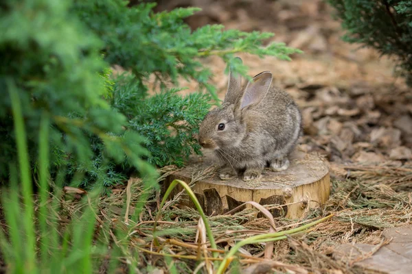 Coniglio è bellissimo animale della natura — Foto Stock