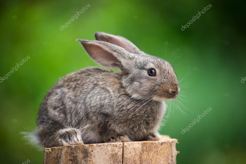 Rabbit. Beautiful animal of wild nature Stock Photo by ©dimabl 105352096