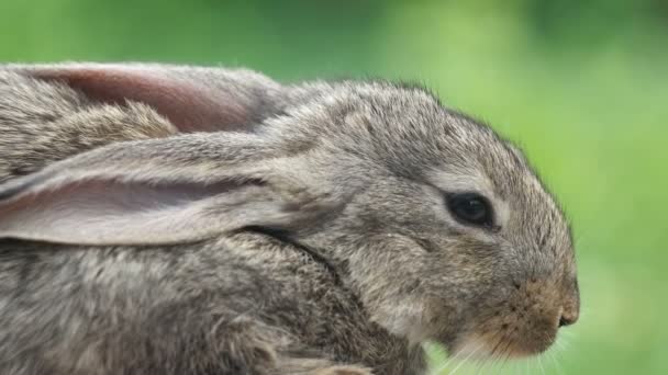 Conejo. Hermoso animal de naturaleza salvaje — Vídeos de Stock